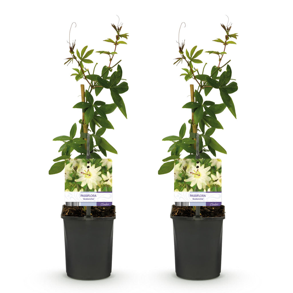 Passiebloem - Passiflora Avalanche  - Bloem  Wit  - Weinig onderhoud - 2 planten - Pot 11cm Hoogte 40cm