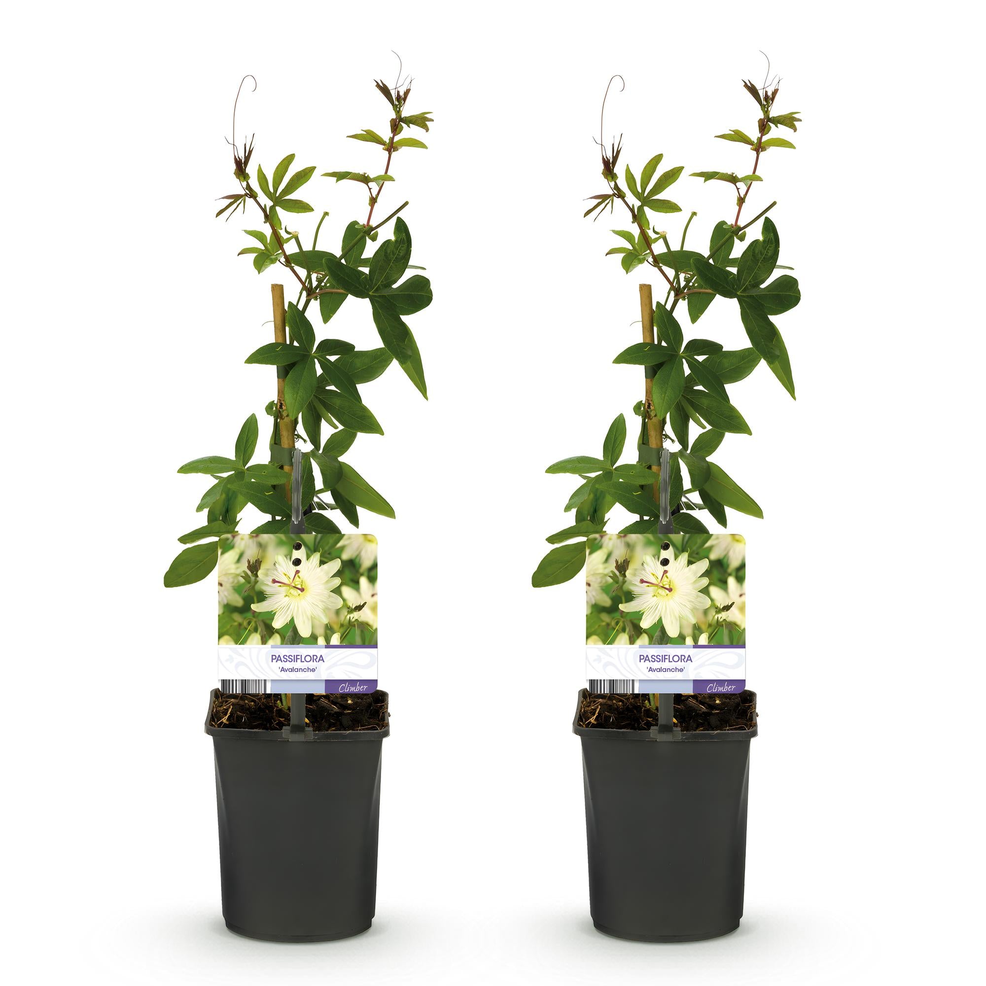 Passiebloem - Passiflora Avalanche  - Bloem  Wit  - Weinig onderhoud - 2 planten - Pot 11cm Hoogte 40cm
