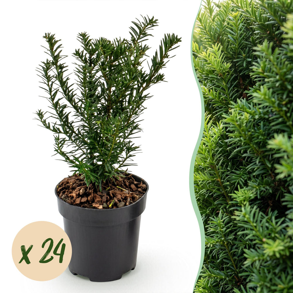 24x Taxus baccata - Venijnboom - Haagplanten - Groenblijvend - Groen - Pot 9cm - Hoogte 20-30cm