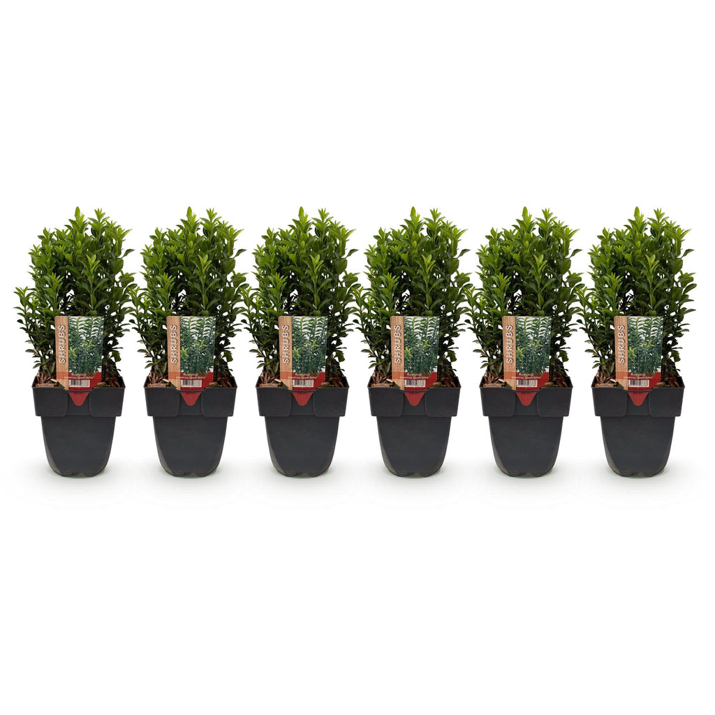 Haagplanten - Euonymus japonica Green Spire -  blad groen - 6 planten - 1 strekkende meter - groenblijvend - pot 17cm hoogte 40cm