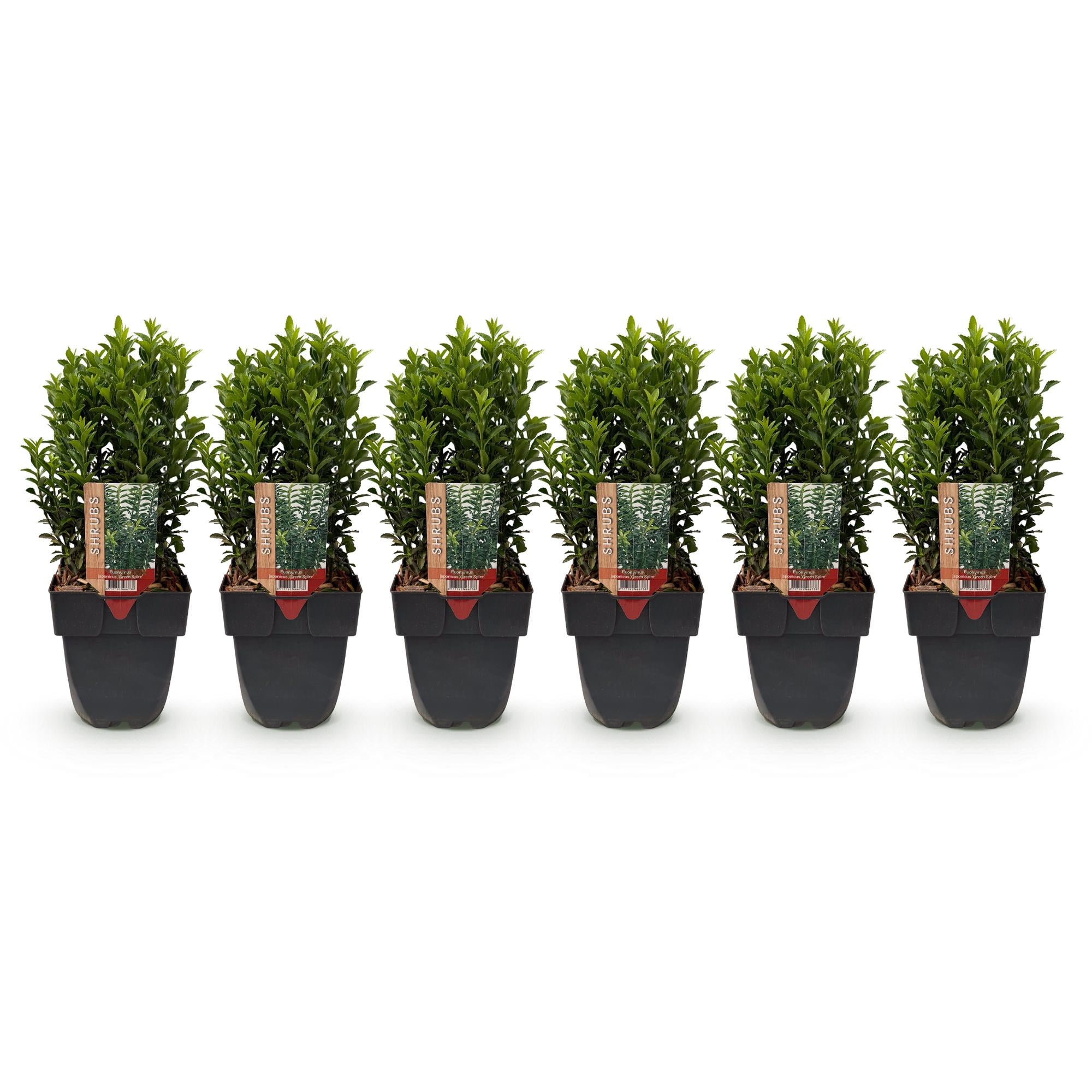 Haagplanten - Euonymus japonica Green Spire -  blad groen - 6 planten - 1 strekkende meter - groenblijvend - pot 17cm hoogte 40cm