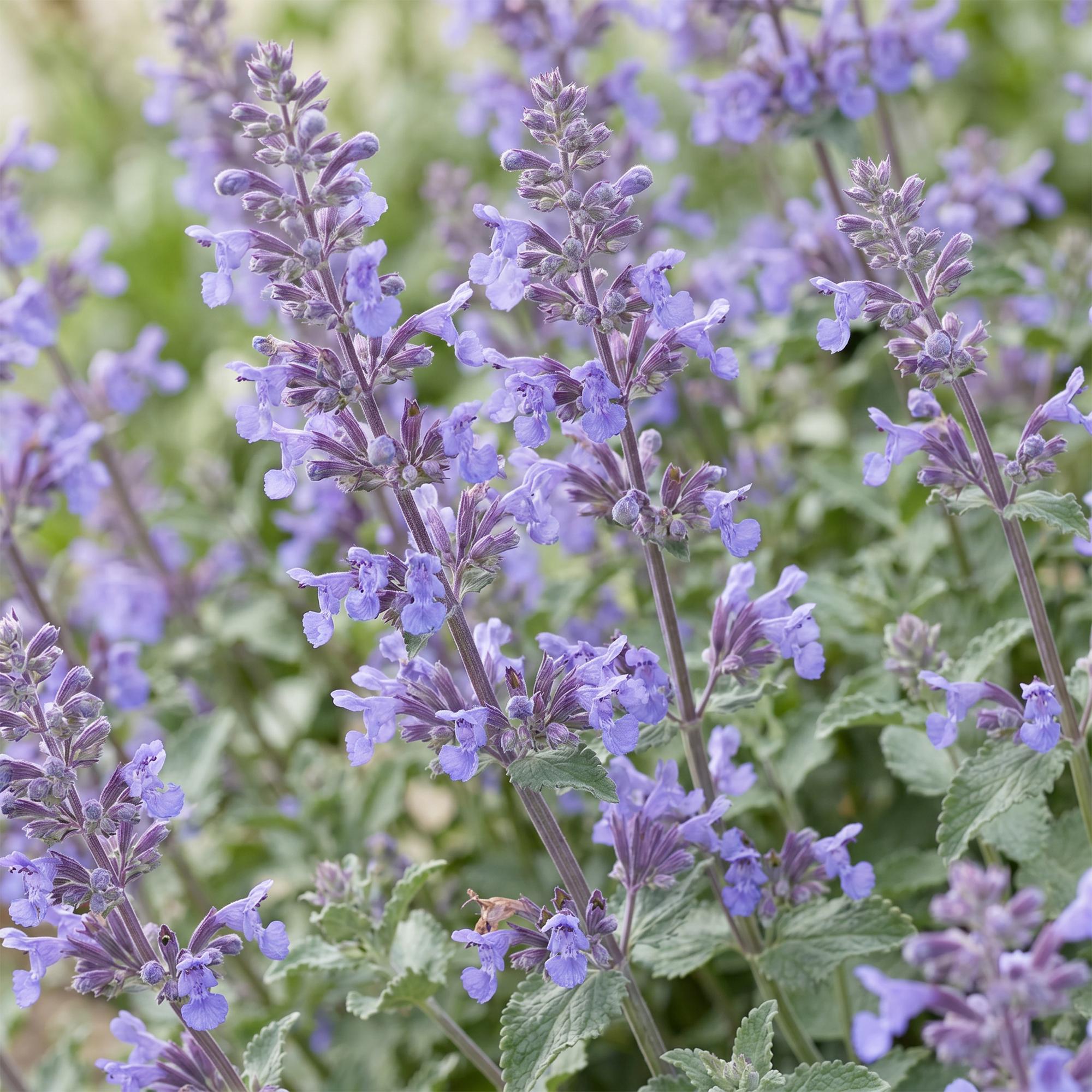 Vasteplant - Nepeta faassenii Walker's Low - Kattenkruid - Bijen en Vlinderlokkers - Blauw - 1 Plant - Pot 11cm - Hoogte 15-25cm
