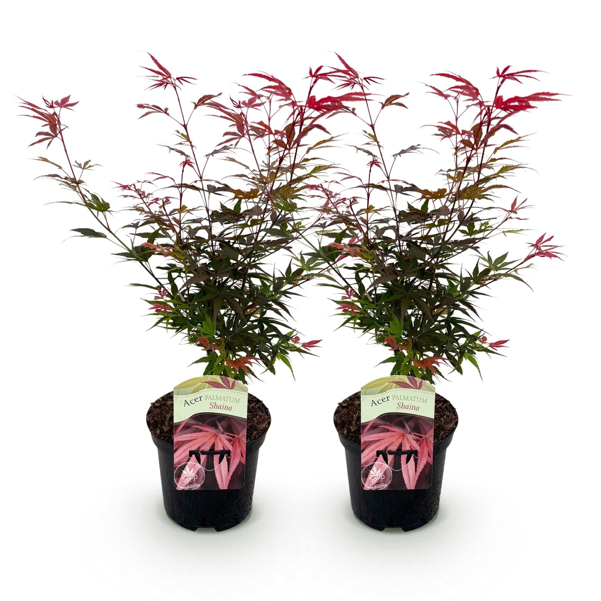 Terrasplant - Japanse Esdoorn - Acer palmatum Shaina - Rood - 2 Planten - Bladverliezend - Pot 19cm Hoogte 70cm
