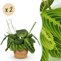 Kamerplant - Maranta Fascinator Lemon Lime - Gebedsplant - Huisdiervriendelijke Plant - Groen - 2 Planten - met Mand - Pot 12cm - Hoogte 25cm
