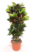 Codiaeum Petra - 170cm