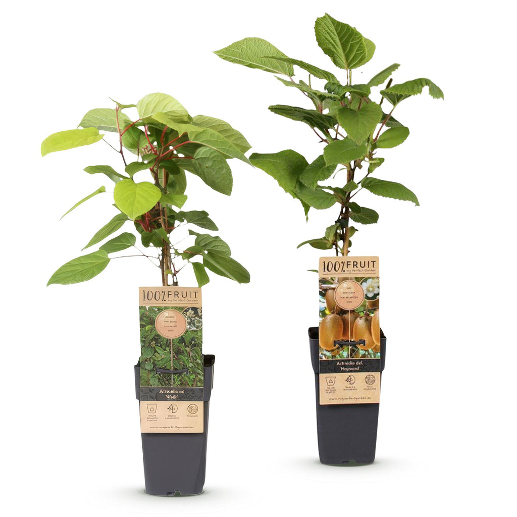 Fruitplant - Actinidia Weiki & Hayward - Kiwiplant - 1 Mannelijke - 1 Vrouwelijke - Planten - Groen - Pot 15cm - Hoogte 50cm