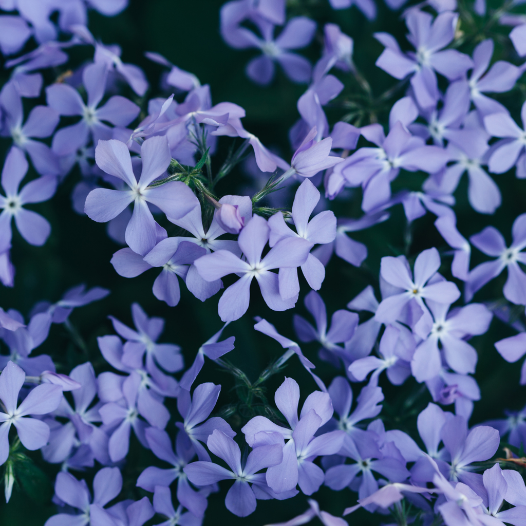 12x Phlox (S) 'Emerald Cushion Blue'- ↕10-25cm - Ø9cm