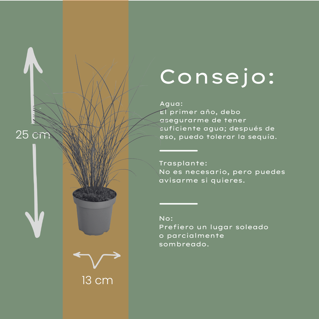 6x Miscanthus sinensis ‘Gracillimus’ – Elegant prachtriet met sierlijk overhangend blad | Potmaat 12 cm