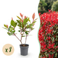 8x Photinia fraseri Little Red Robin - Glansmispel - Haagplanten - Groenblijvend - Rood - Pot 9cm - Hoogte 25-35cm