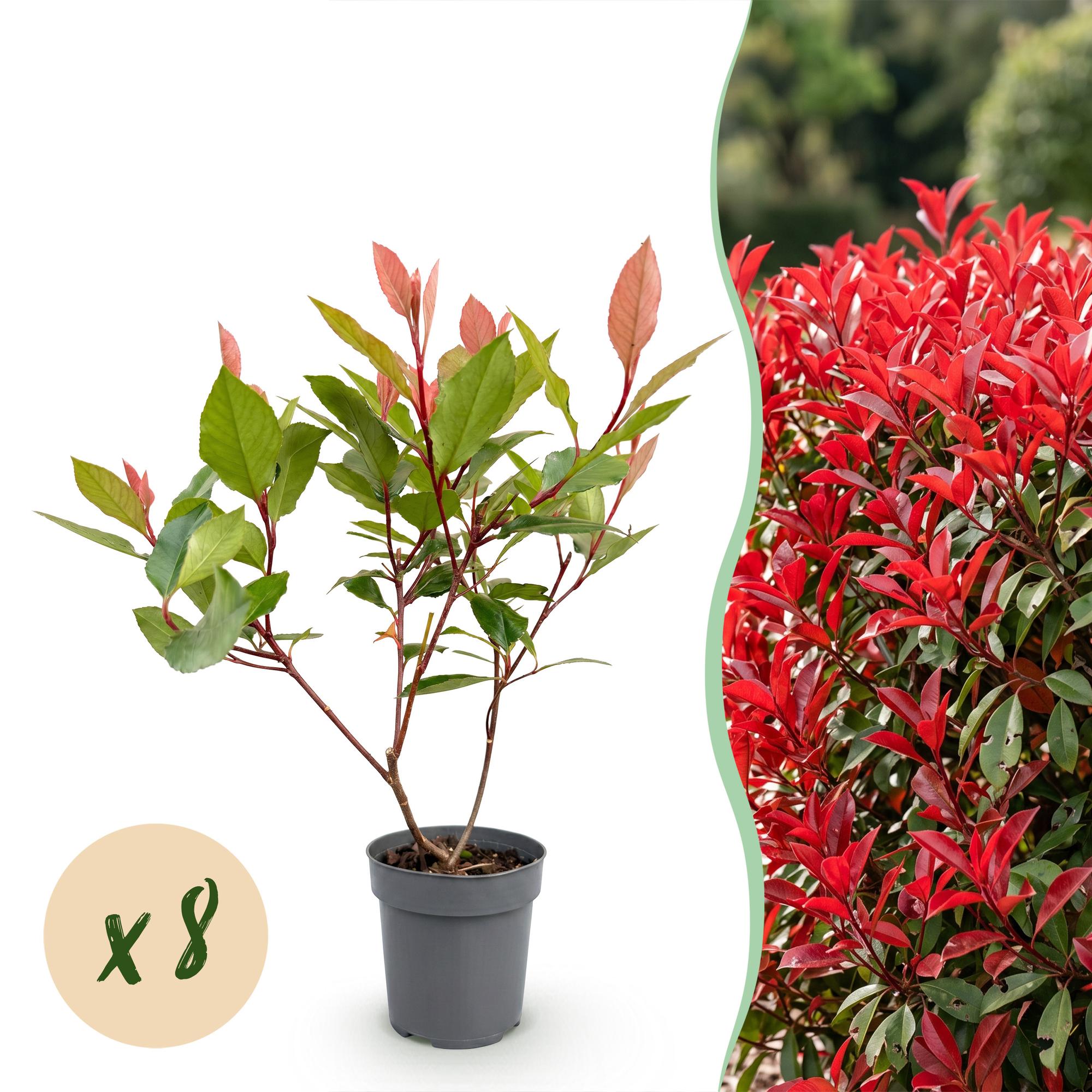 8x Photinia fraseri Little Red Robin - Glansmispel - Haagplanten - Groenblijvend - Rood - Pot 9cm - Hoogte 25-35cm