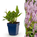 Vasteplant - Persicaria ampl. Rosea - Duizendknoop - Schaduw - Roze - 1 Plant - Pot 11cm - Hoogte 15-25cm