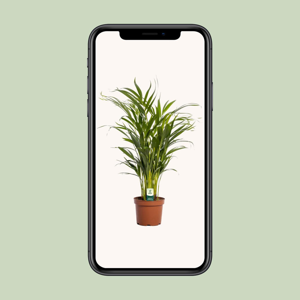 Dypsis Lutescens - Ø17cm - ↕65cm