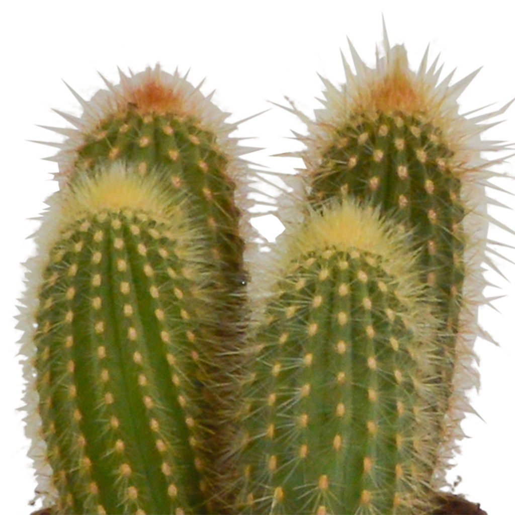 Cereus mix 10,5cm - 3x - zonder pot