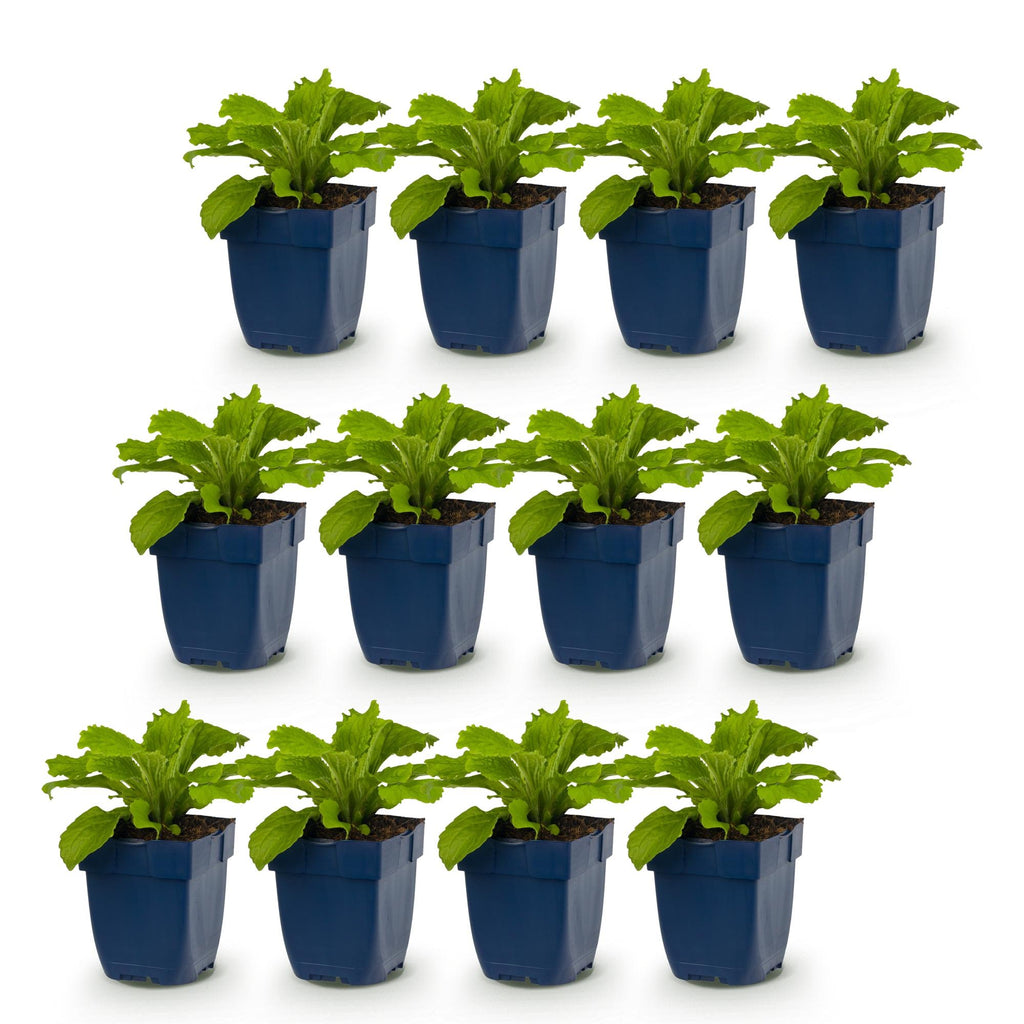 Vasteplant - Digitalis purp. Gloxiniiflora - Vingerhoedskruid - Schaduw - Wit-Roze - 12 Planten - Pot 11cm - Hoogte 15-25cm