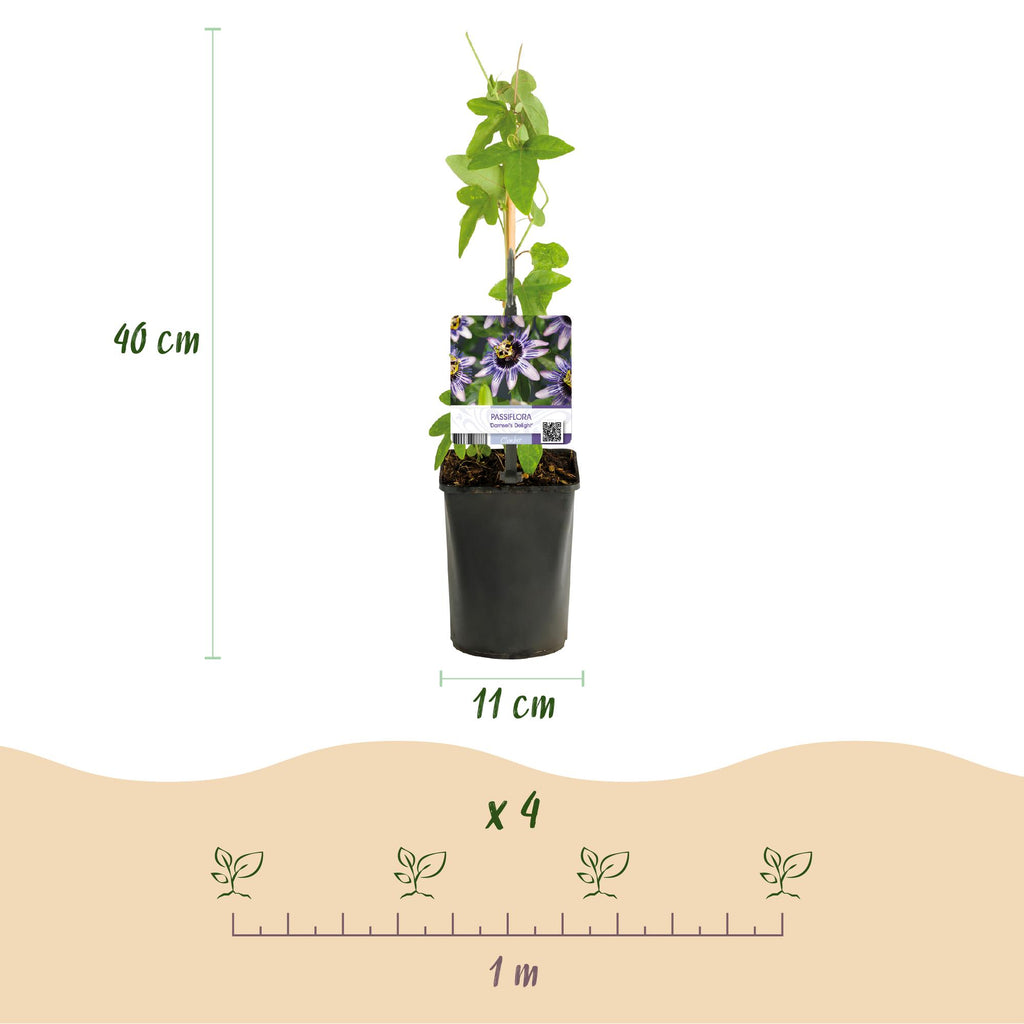 Passiebloem - Passiflora Rainbow  - Bloem Roze Wit Paars Groen - Weinig onderhoud - 4 planten - Pot 11cm Hoogte 40cm