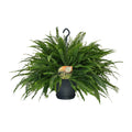Nephrolepis Green Lady - Ø20cm - ↕60cm