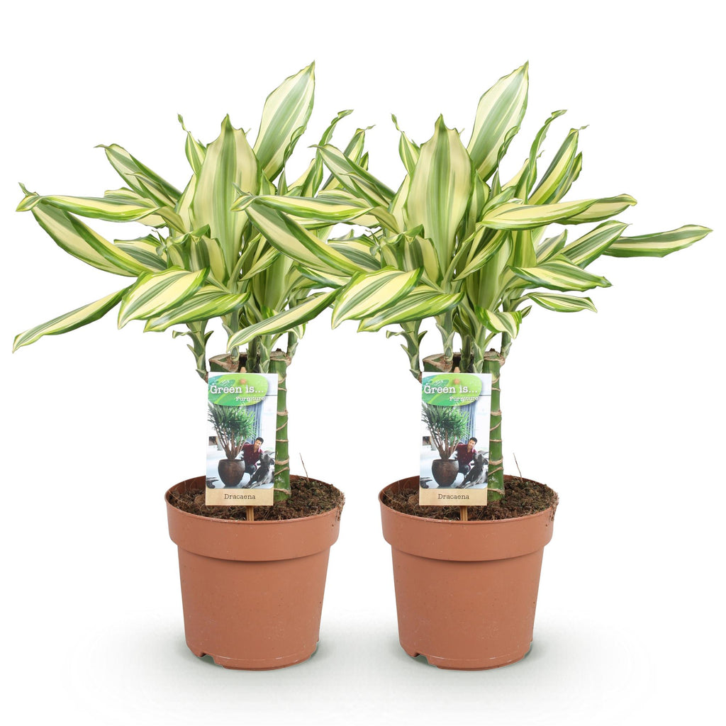 Green is... Kamerplanten - Dracaena fragrans Diamond Dream - Drakenbloedboom - Weinig onderhoud - Groen - 2 Planten - Pot 17cm - Hoogte 50-55cm