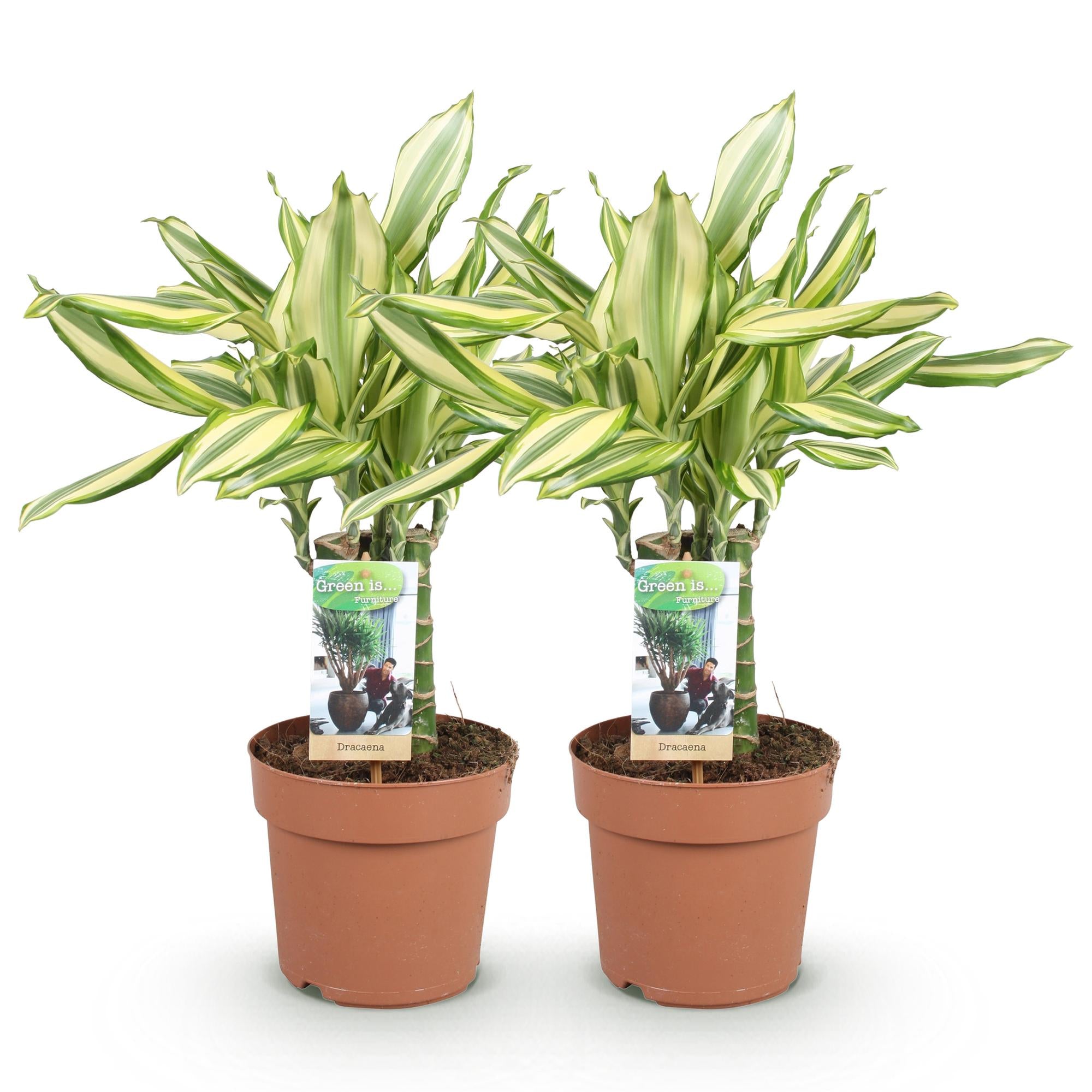 Green is... Kamerplanten - Dracaena fragrans Diamond Dream - Drakenbloedboom - Weinig onderhoud - Groen - 2 Planten - Pot 17cm - Hoogte 50-55cm