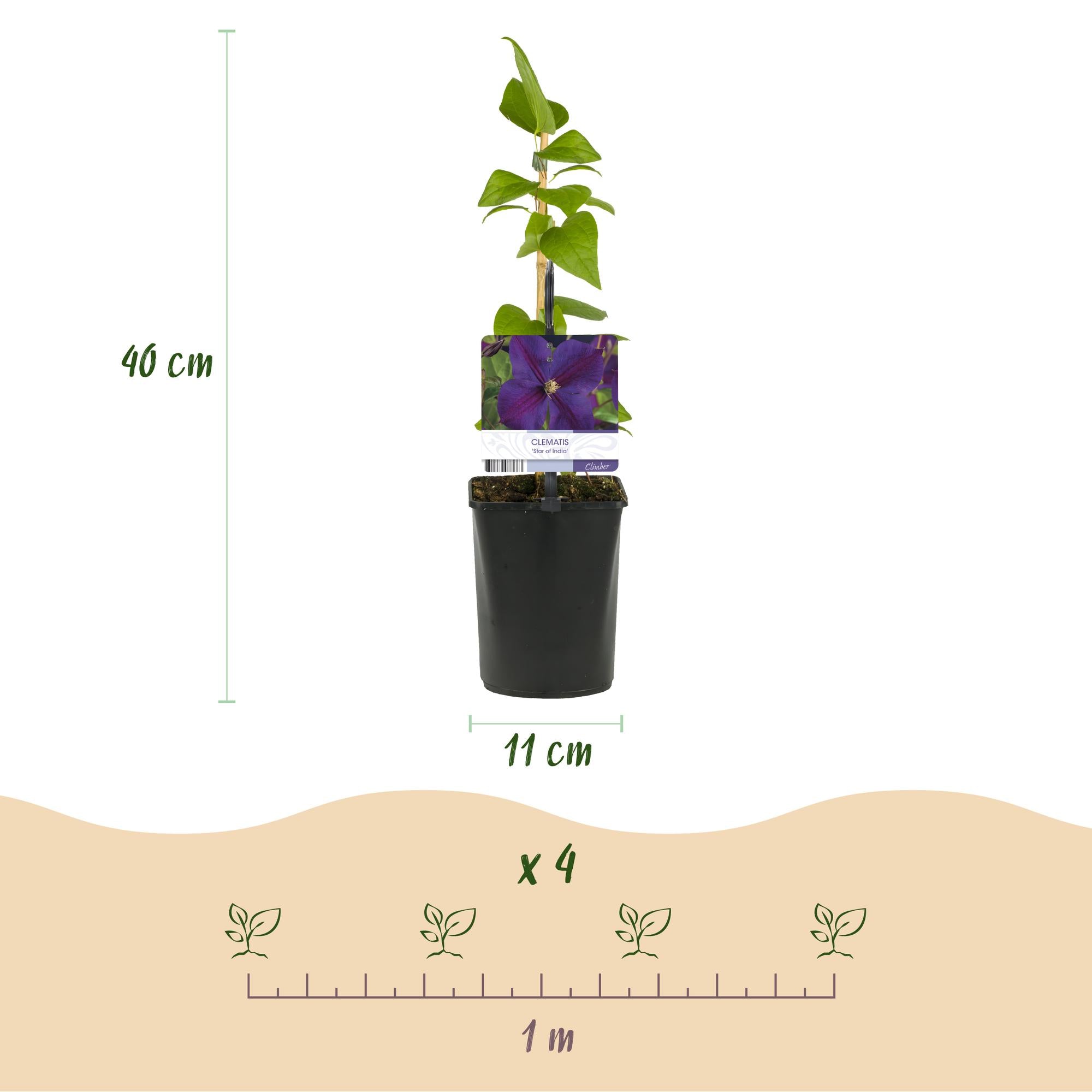 Klimplant - Clematis Star of India - Bloem Roze - Weinig onderhoud -2 planten -  Pot 11cm Hoogte 40cm