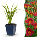 Vasteplant - Hemerocallis Autumn Red - Daglelie - Bijen en Vlinderlokkers - Rood - 24 Planten - Pot 11cm - Hoogte 15-25cm