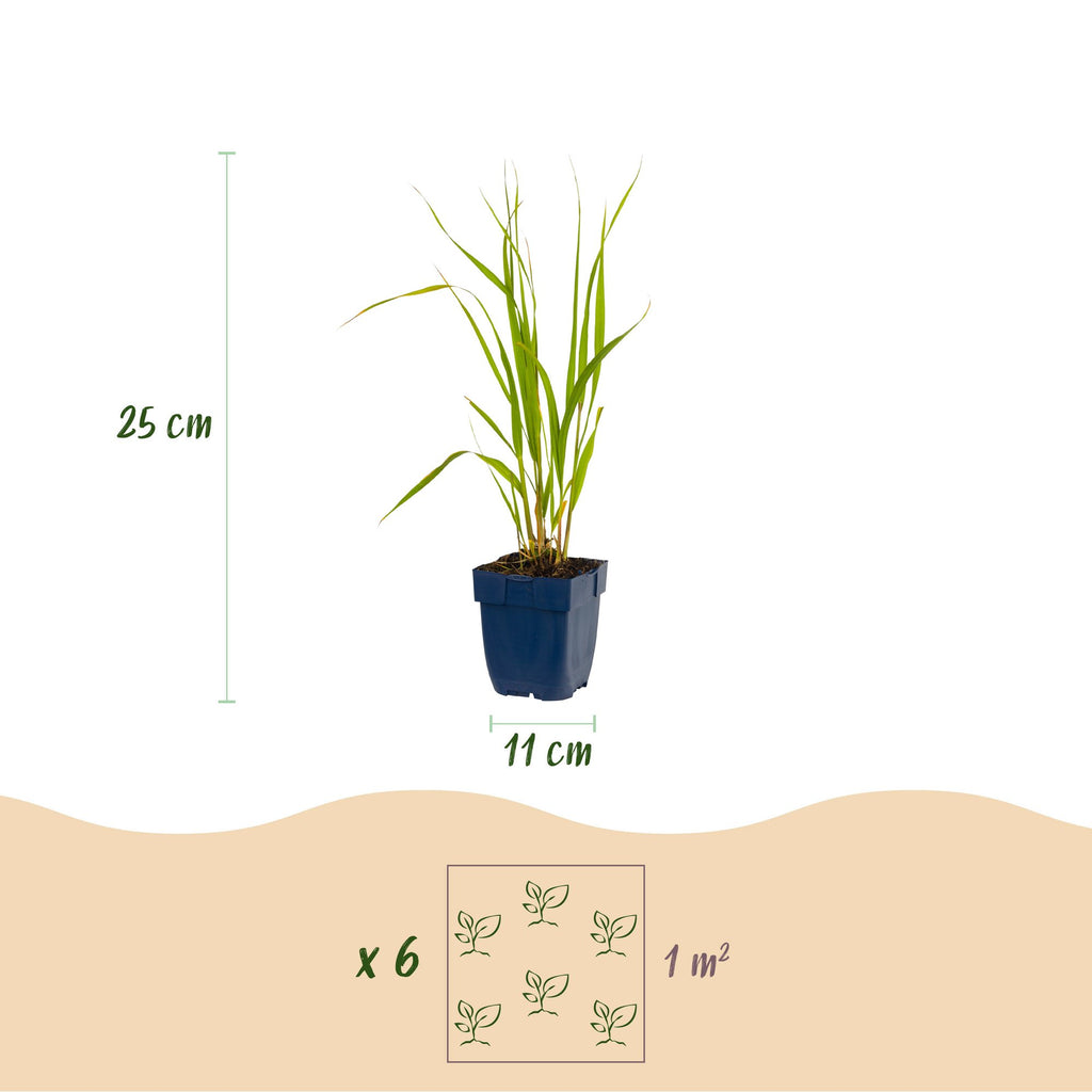 Grassen - Molinia caer. Heidebraut - Pijpestrootje - Met Pluim - Groen - 12 Planten - Pot 11cm - Hoogte 15-25cm