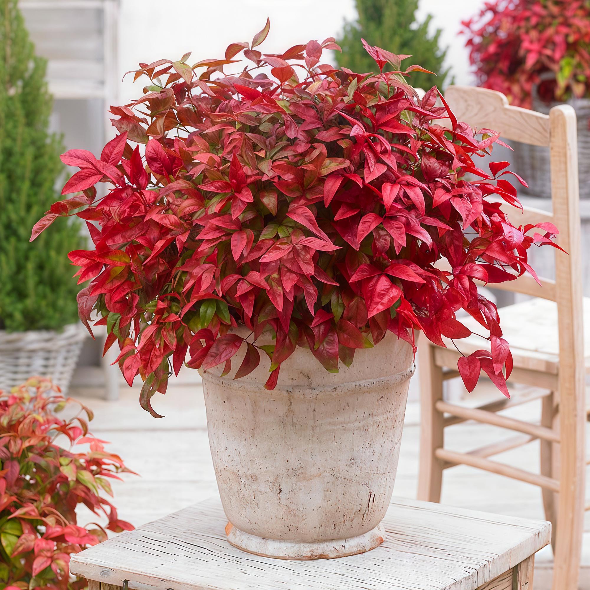 Tuinplant - Nandina Blush Pink - Donker Roze - 2 Planten - Groenblijvend - Weinig Onderhoud - Pot 17cm Hoogte 40cm