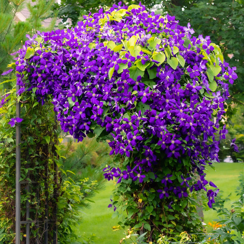 Klimplant - Clematis Jackmanii - Bloem Blauw - Weinig onderhoud -2 planten -  Pot 11cm Hoogte 40cm