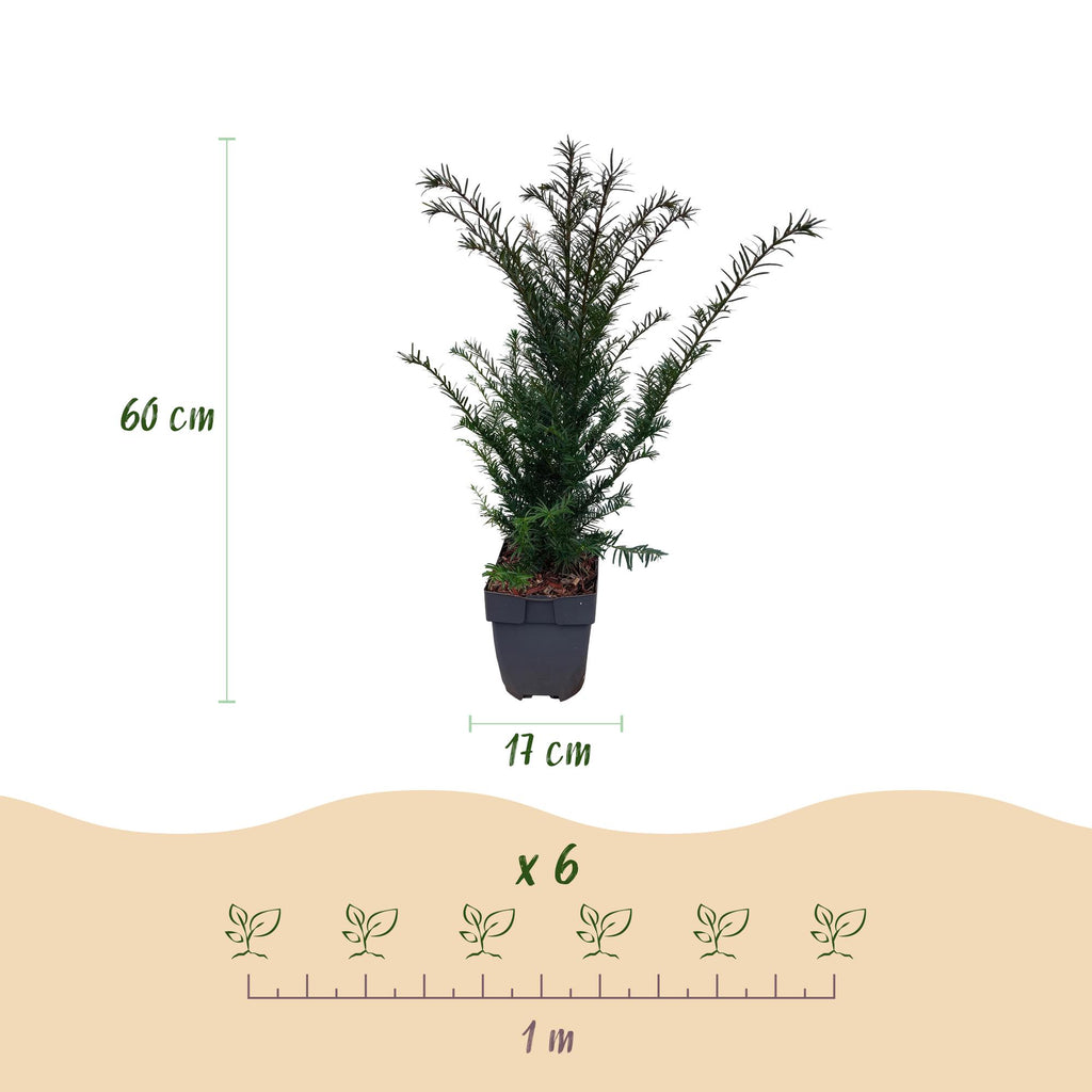 Haagplanten - Taxus baccata - blad groen - 6 planten - 1 strekkende meter - groenblijvend - pot 17cm hoogte 60cm