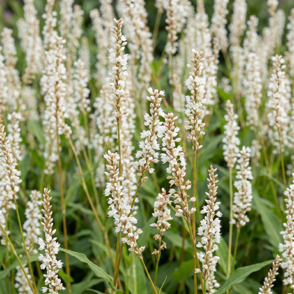 Vasteplant - Persicaria ampl. Alba - Duizendknoop - Schaduw - Wit - 1 Plant - Pot 11cm - Hoogte 15-25cm