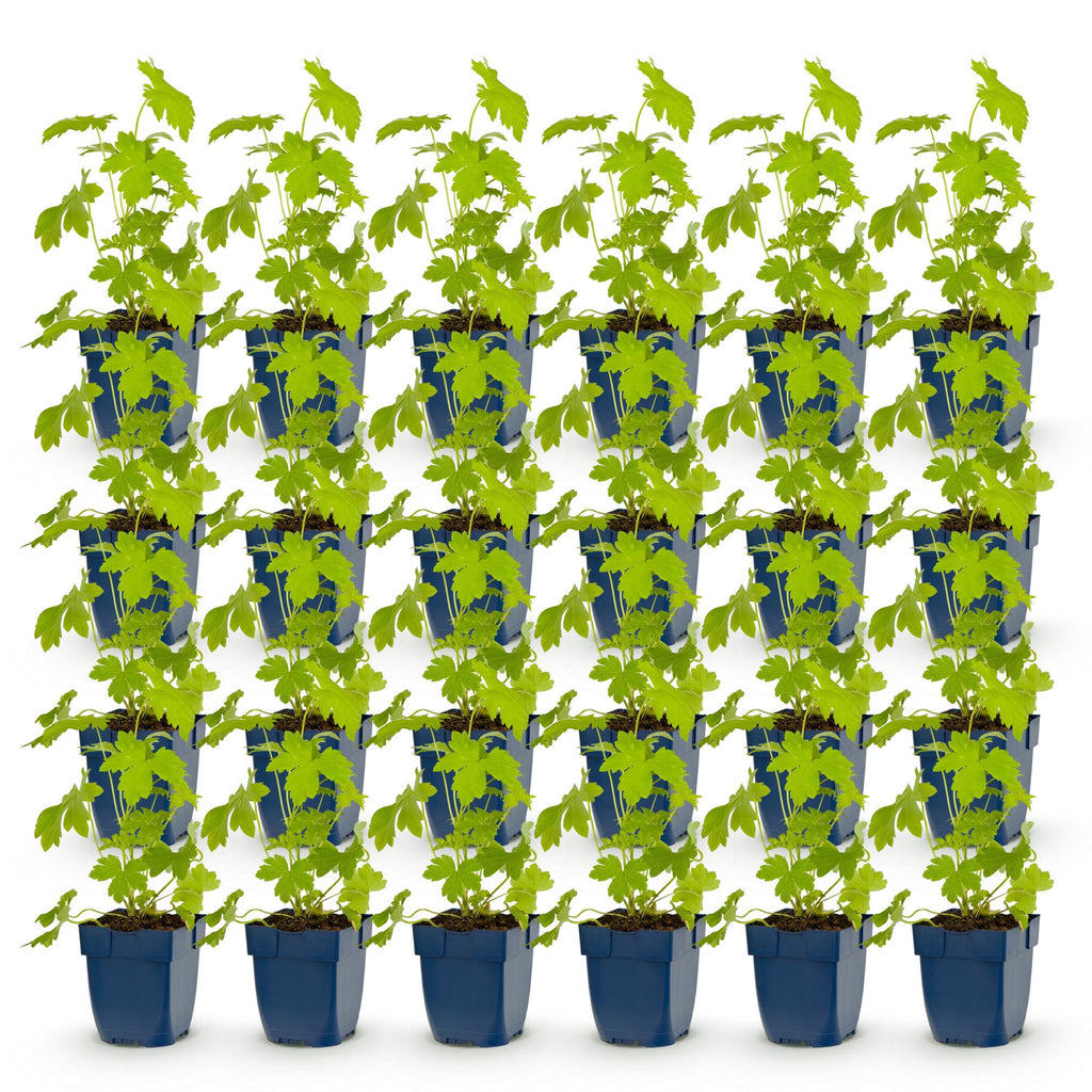 Vasteplant - Delphinium (P) Galahad - Ridderspoor - Bijen en Vlinderlokkers - Wit - 24 Planten - Pot 11cm - Hoogte 15-25cm