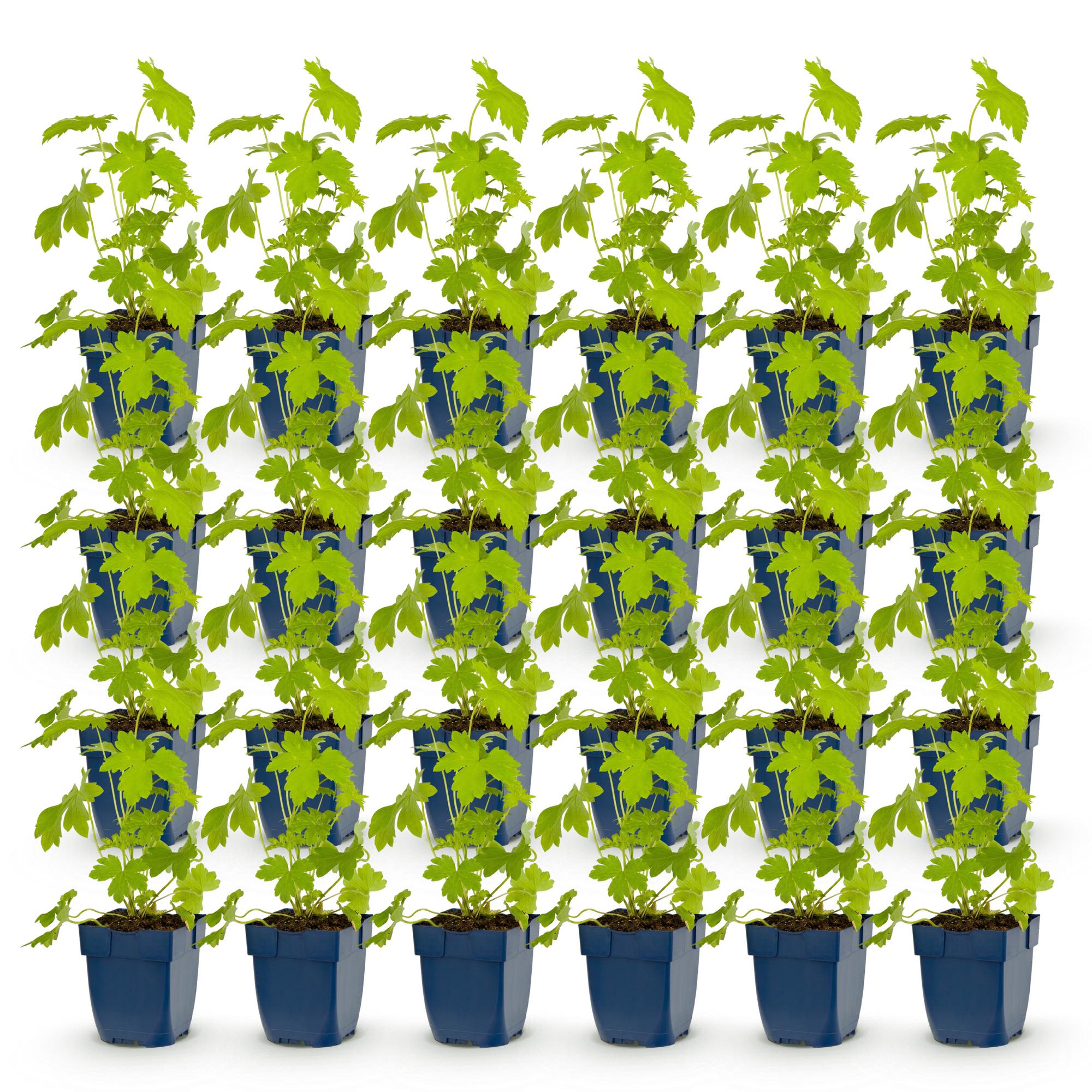 Vasteplant - Delphinium (P) Galahad - Ridderspoor - Bijen en Vlinderlokkers - Wit - 24 Planten - Pot 11cm - Hoogte 15-25cm