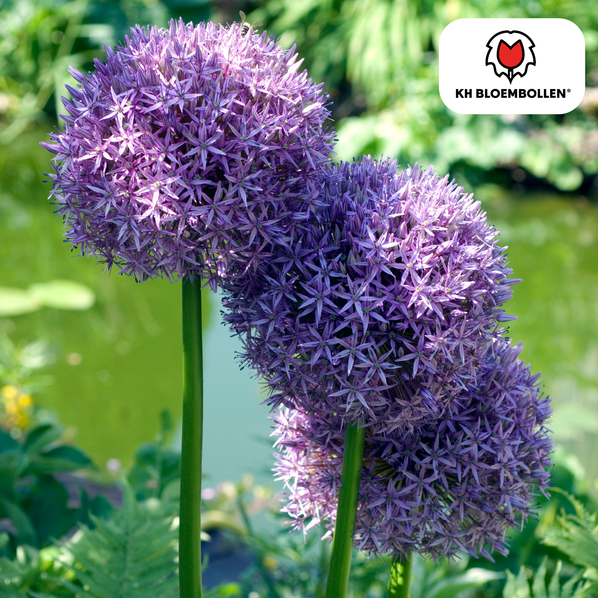 Allium Globemaster 5 stuks