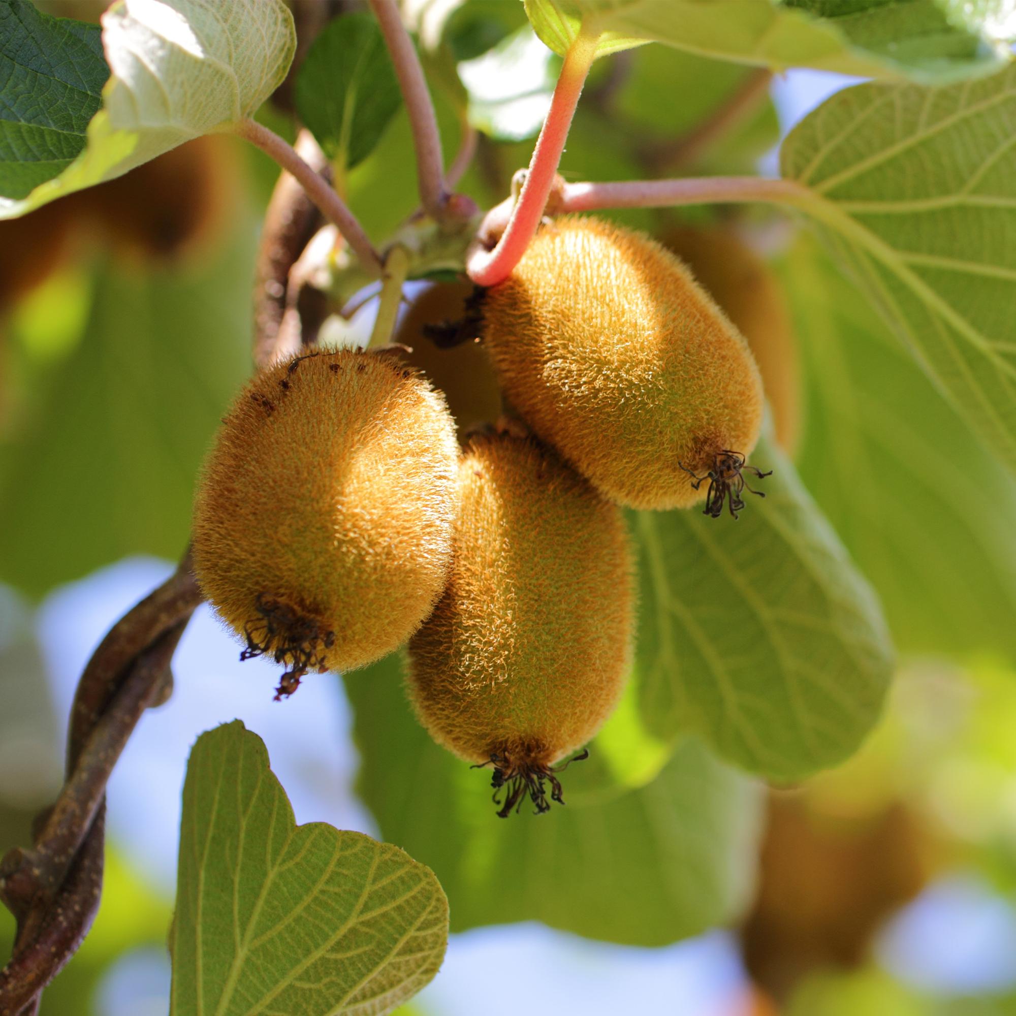 Fruitplant - Actinidia deliciosa Golden Kiwi - Kiwiplant - Vrouwelijk - Gele Vrucht - 2 Planten - Pot 15cm - Hoogte 50cm