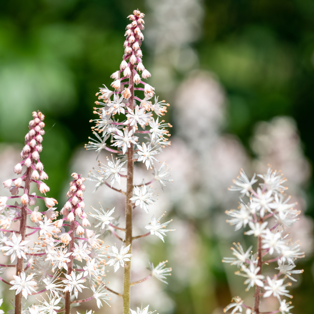 60x Tiarella cordifolia - ↕10-25cm - Ø9cm