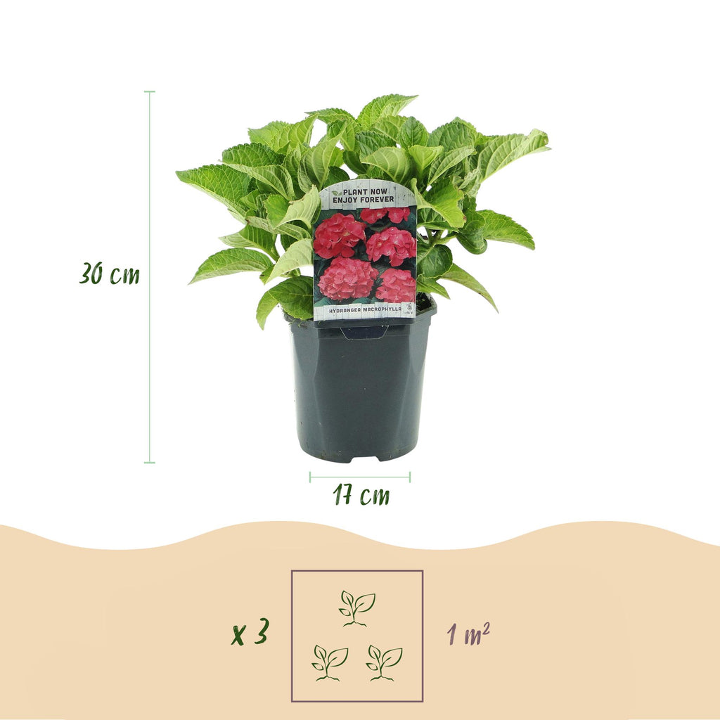 Hortensia - Hydrangea macrophylla Rood - Bloem Rood - 3 Planten - 1 m2 - Bladverliezend - Weinig Onderhoud - Pot 17cm Hoogte 30cm
