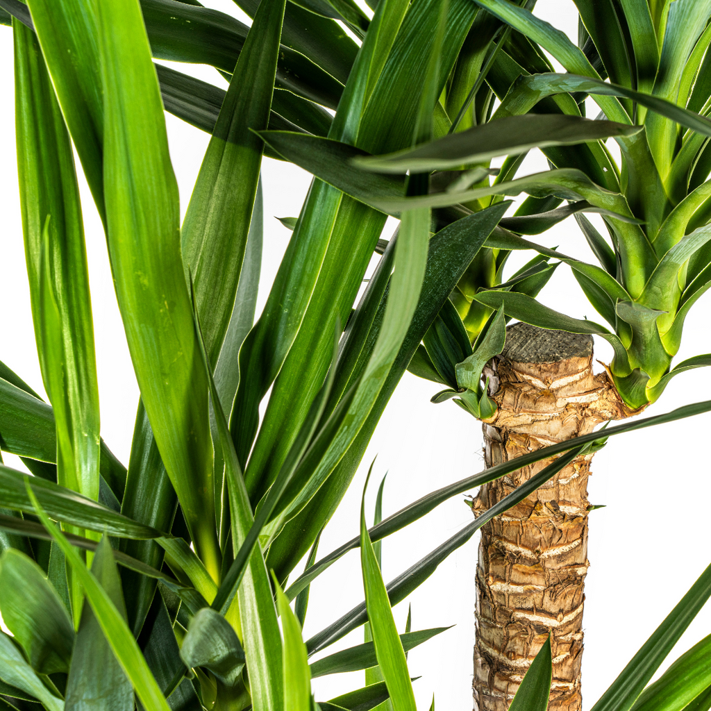 Yucca Elephantipes Vertakt met mand Ø24cm - ↕80-100cm