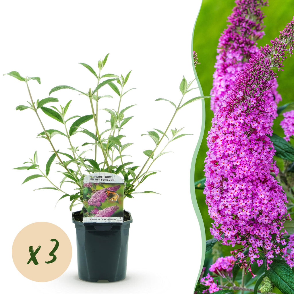 Tuinplant - Buddleja davidii Pink Delight - Vlinderstruik - Winterhard - Roze - 3 Planten - Pot 17cm - Hoogte 45cm