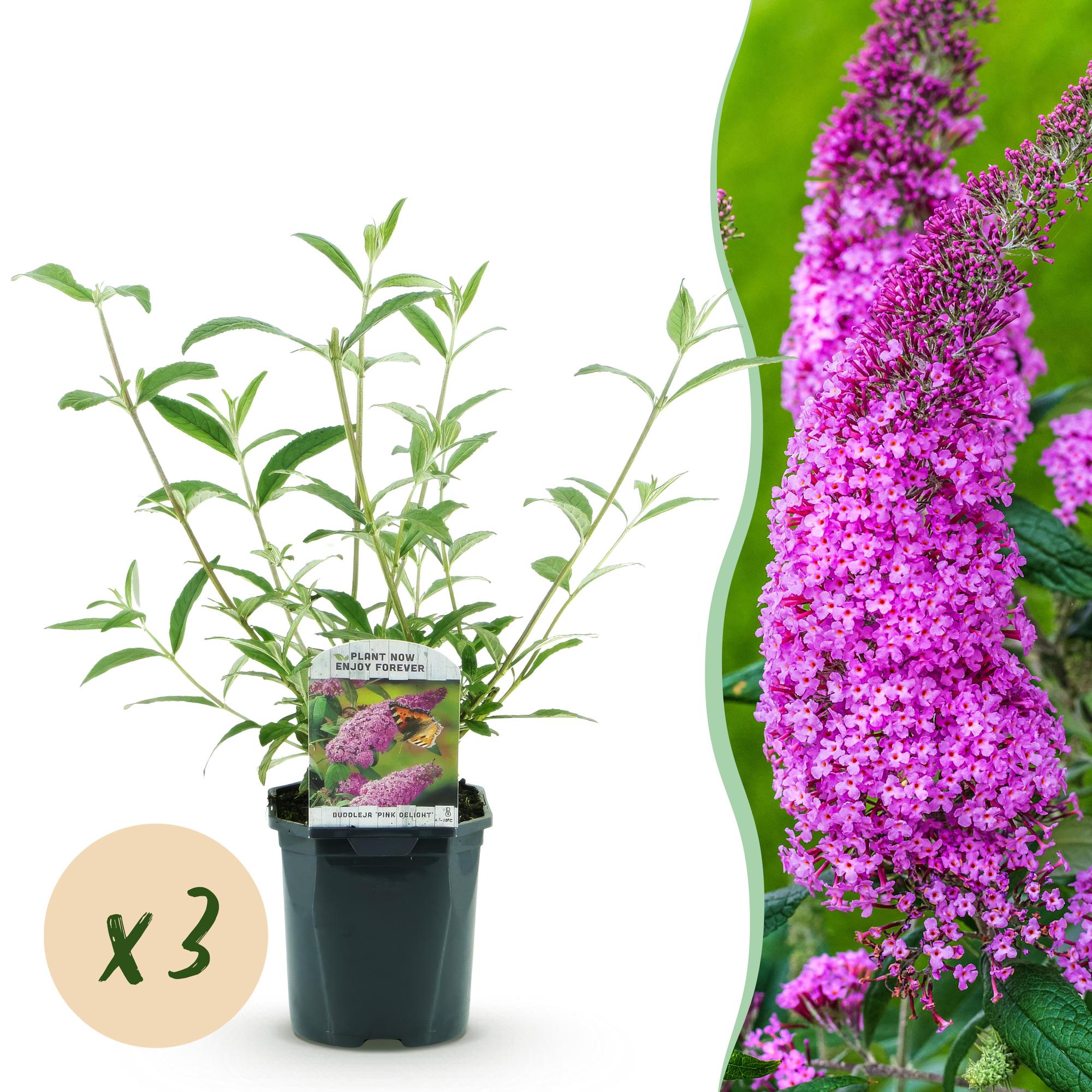 Tuinplant - Buddleja davidii Pink Delight - Vlinderstruik - Winterhard - Roze - 3 Planten - Pot 17cm - Hoogte 45cm