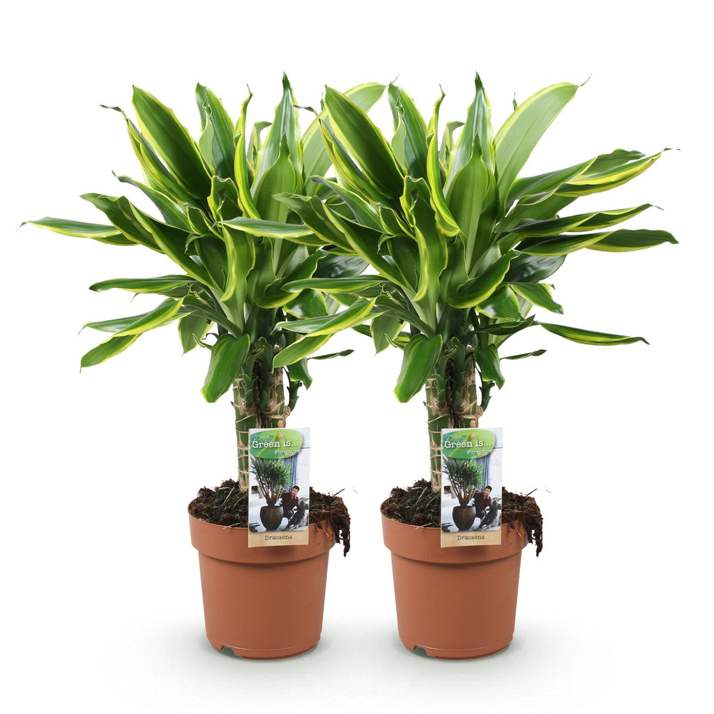Green is... Kamerplanten - Dracaena fragrans Golden Coast - Drakenbloedboom - Weinig onderhoud - Groen - 2 Planten - Pot 17cm - Hoogte 50-55cm