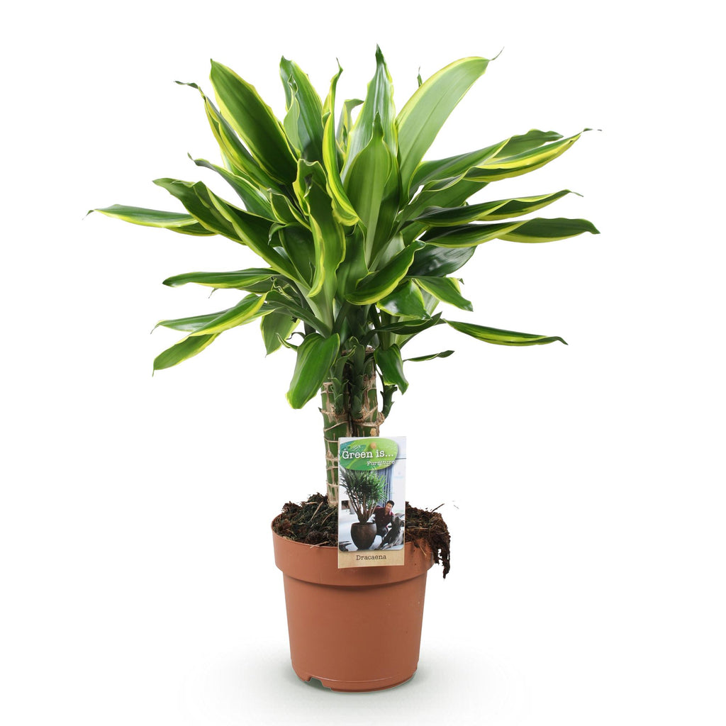 Green is... Kamerplanten - Dracaena fragrans Golden Coast - Drakenbloedboom - Weinig onderhoud - Groen - 1 Plant - Pot 17cm - Hoogte 50-55cm