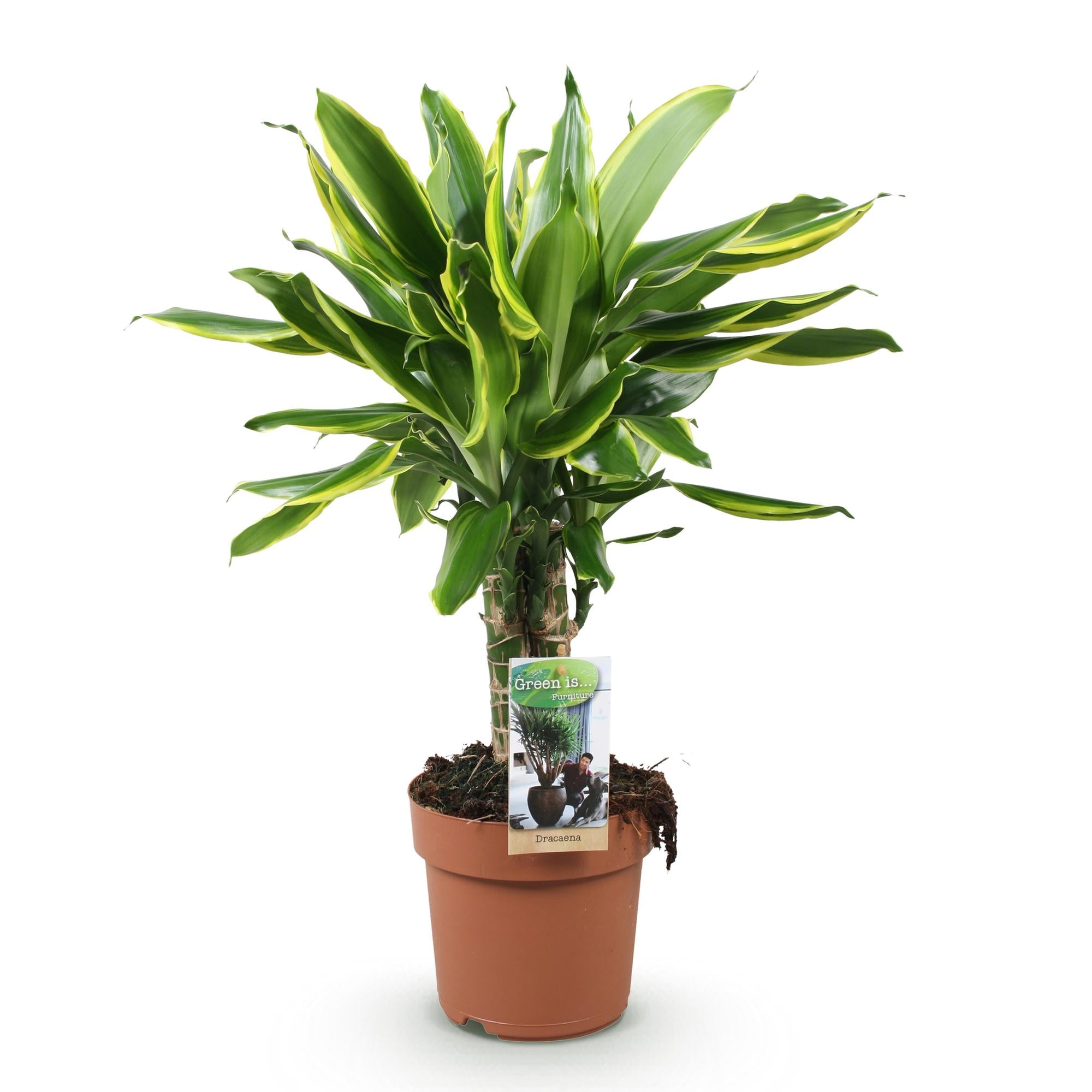 Green is... Kamerplanten - Dracaena fragrans Golden Coast - Drakenbloedboom - Weinig onderhoud - Groen - 1 Plant - Pot 17cm - Hoogte 50-55cm