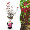 Terrasplant - Japanse Esdoorn - Acer palmatum Skeetsers Broom - Paars - 1 Plant - Bladverliezend - Pot 19cm Hoogte 70cm