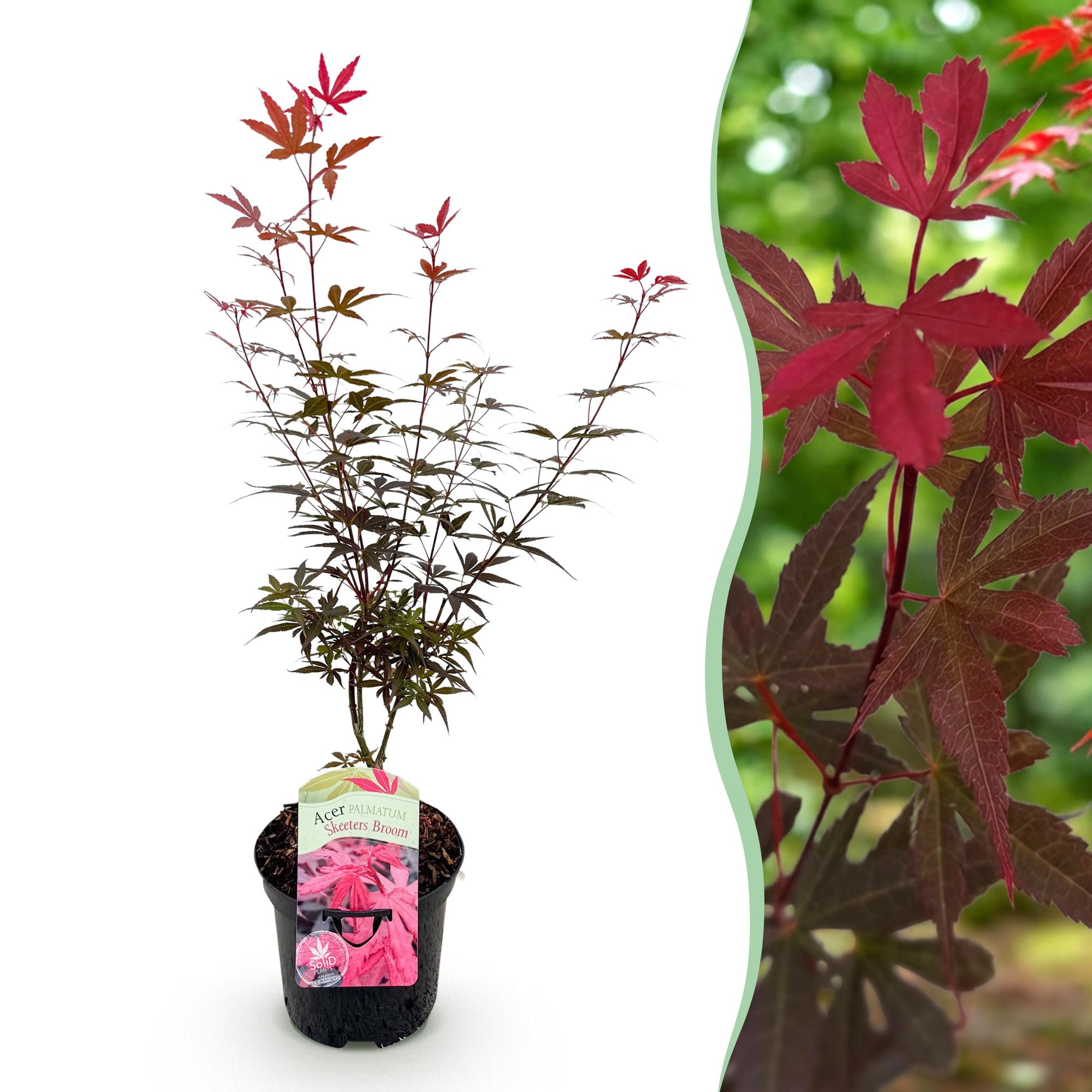 Terrasplant - Japanse Esdoorn - Acer palmatum Skeetsers Broom - Paars - 1 Plant - Bladverliezend - Pot 19cm Hoogte 70cm