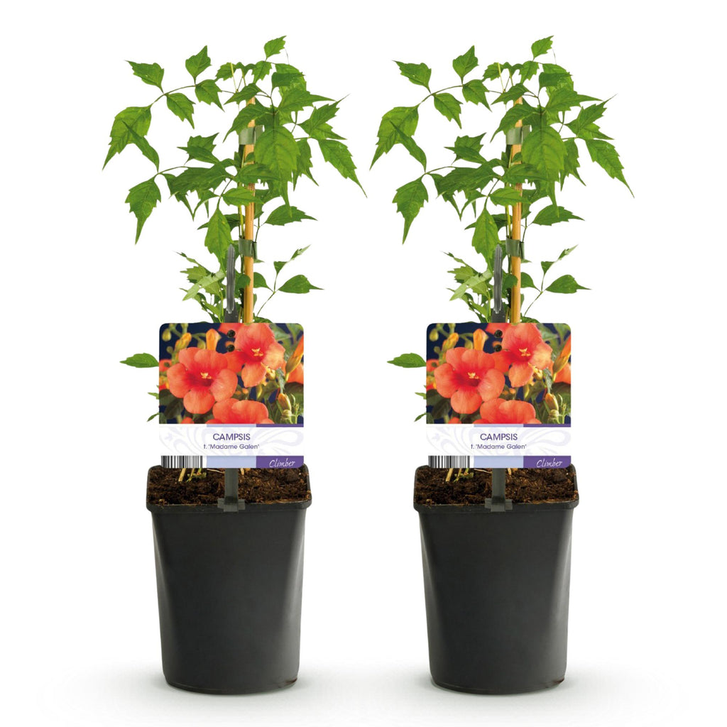 Trompetbloem - Campsis radicans Madame Galen - Bloem Oranje - Weinig onderhoud - 2 planten - Pot 11cm Hoogte 40cm