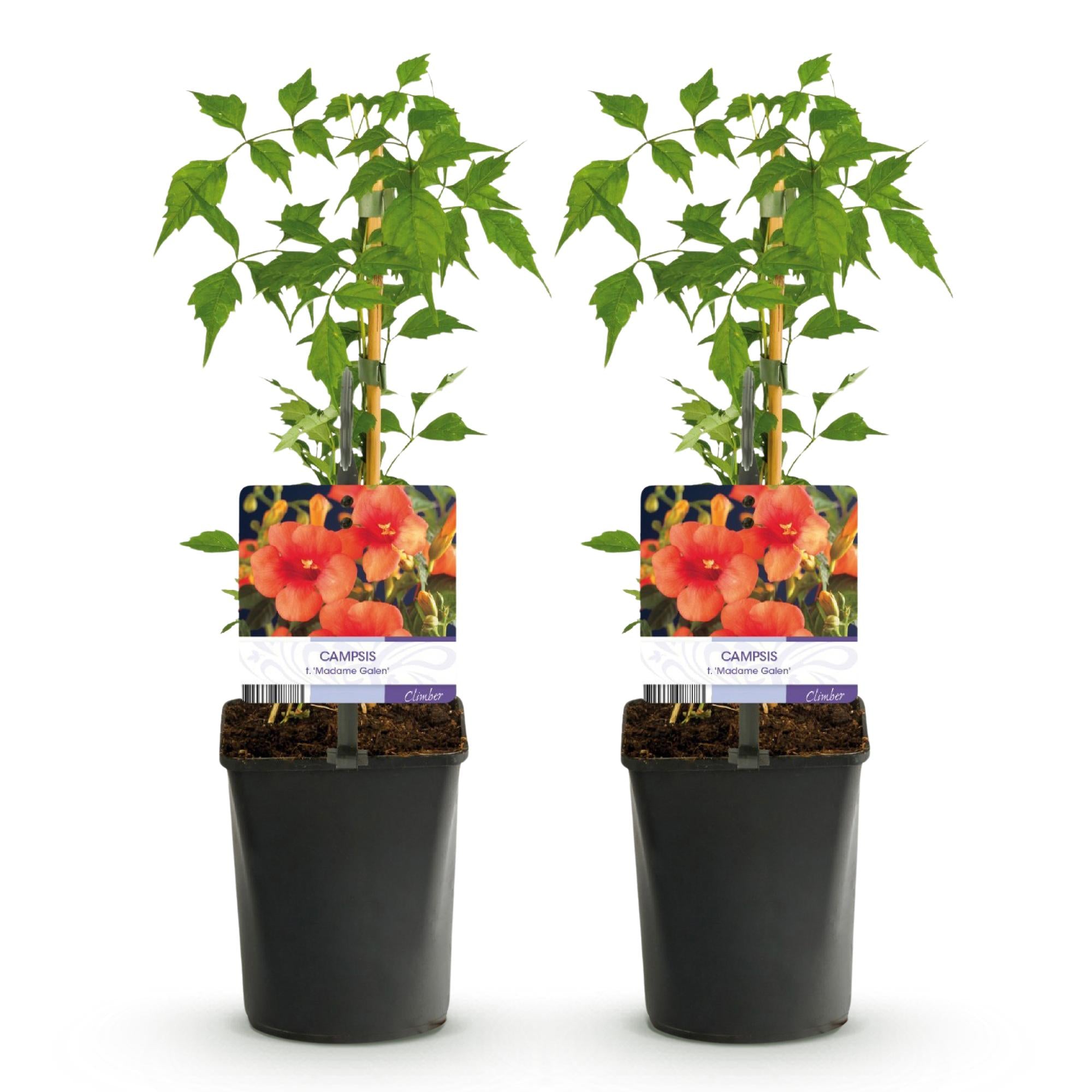 Trompetbloem - Campsis radicans Madame Galen - Bloem Oranje - Weinig onderhoud - 2 planten - Pot 11cm Hoogte 40cm
