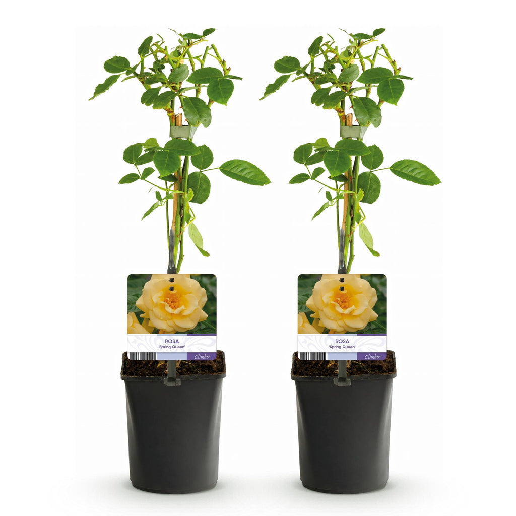 Klimroos - Rosa Spring Queen -Bloem  Geel - Weinig onderhoud - 2 planten - Pot 11cm Hoogte 40cm