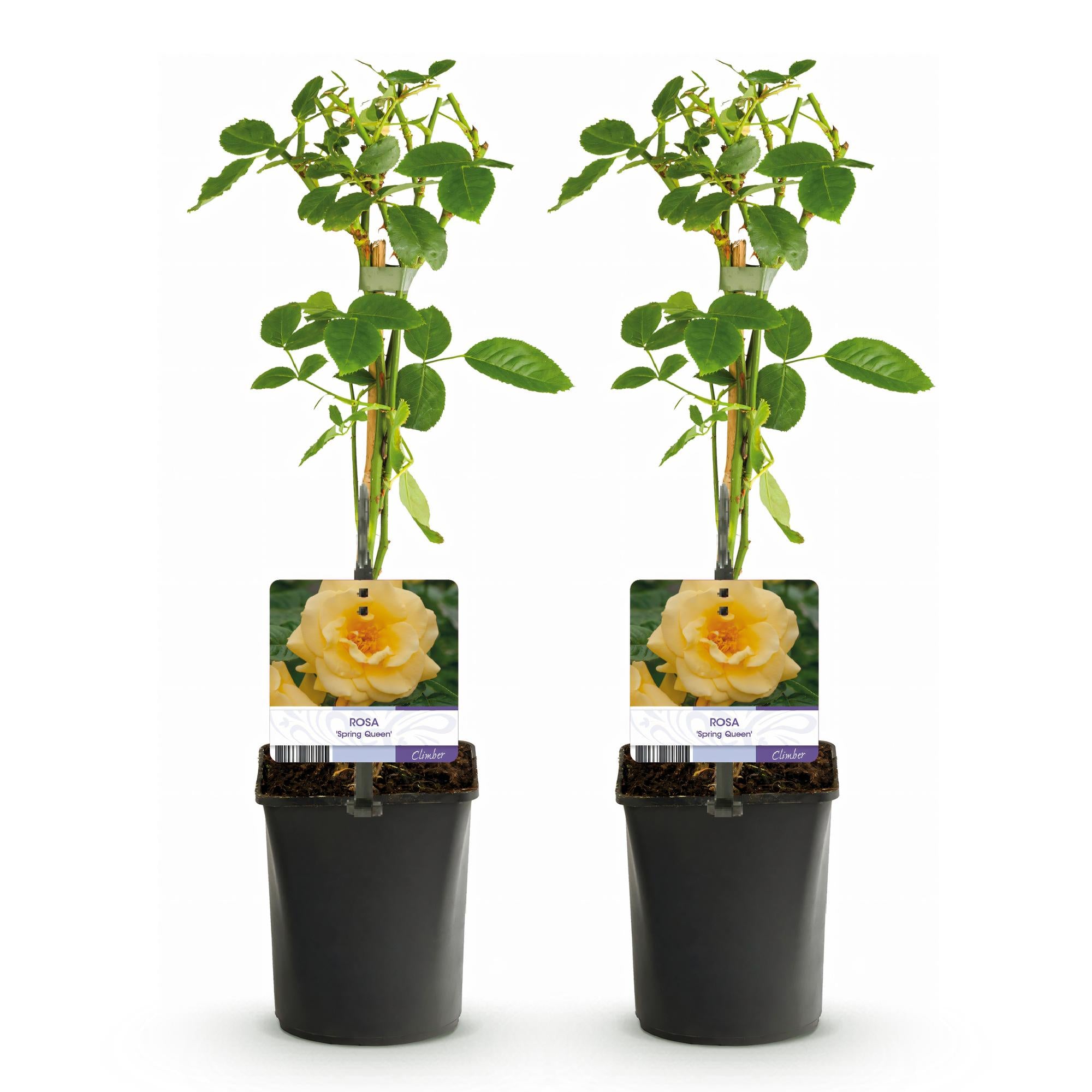 Klimroos - Rosa Spring Queen -Bloem  Geel - Weinig onderhoud - 2 planten - Pot 11cm Hoogte 40cm