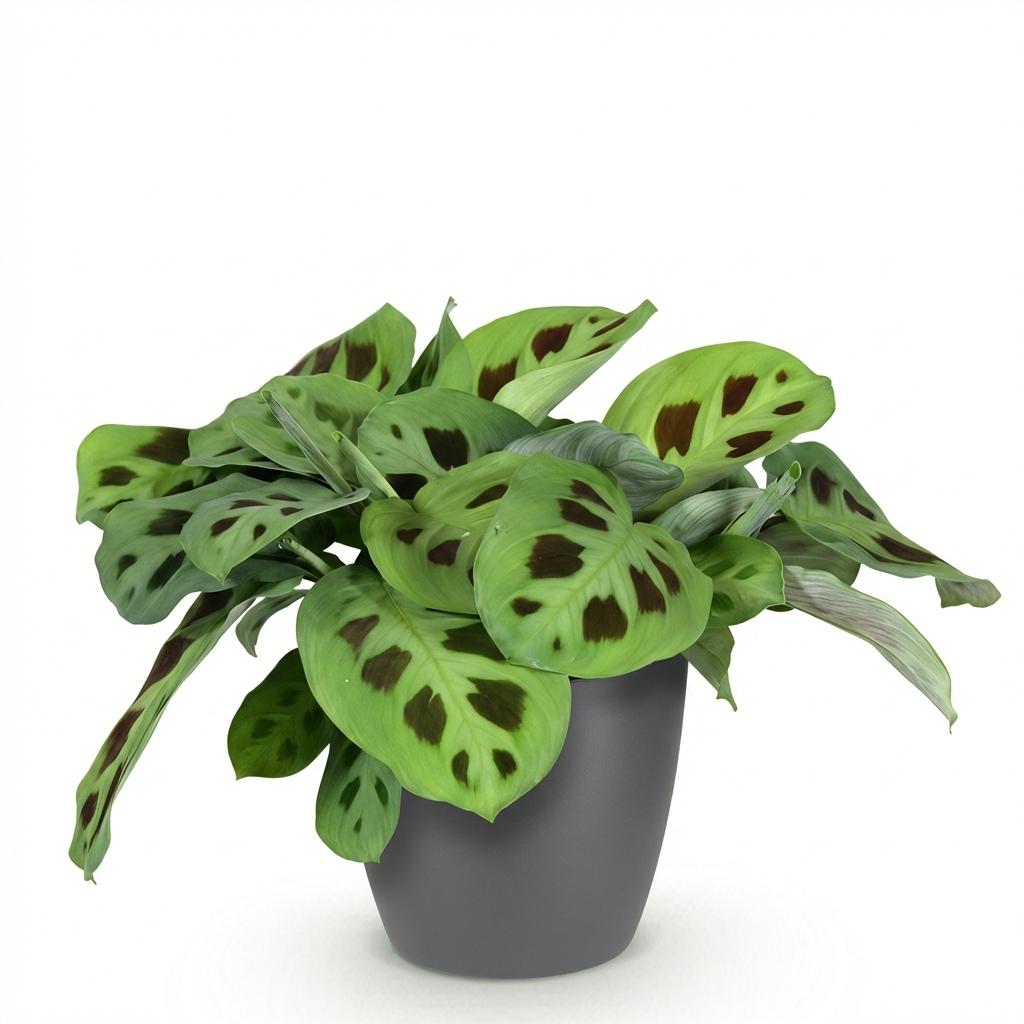 Kamerplant - Maranta Fascinator Kerchoveana - Zebraplant - Huisdiervriendelijke Plant - Groen - 1 Plant - met Potter Grijs - Pot 12cm - Hoogte 25cm