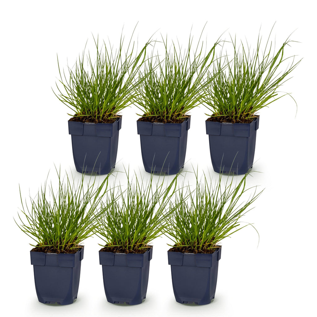 Grassen - Panicum virg. Northwind - Prairiegraan - Met Pluim - Groen - 6 Planten - Pot 11cm - Hoogte 15-25cm