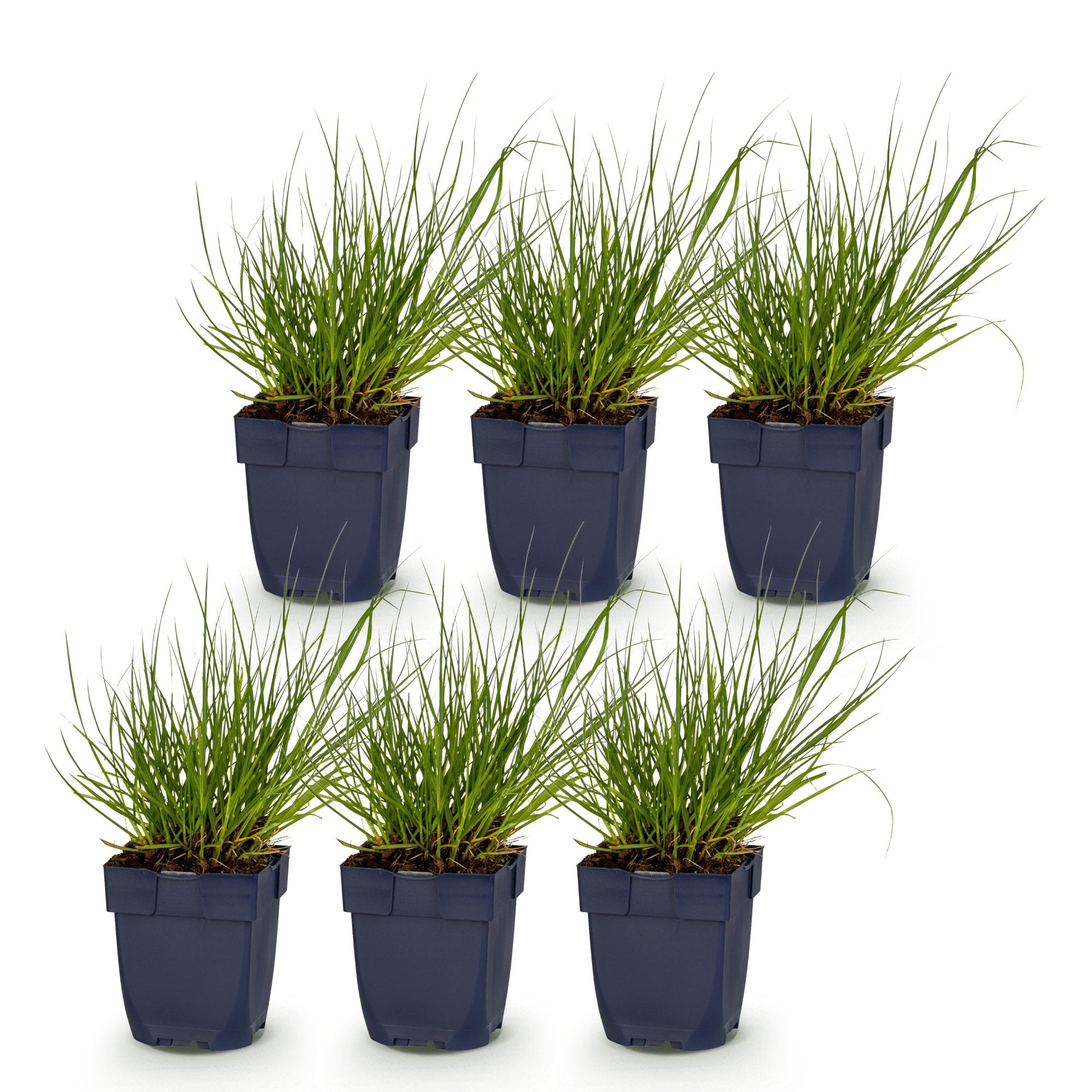 Grassen - Panicum virg. Northwind - Prairiegraan - Met Pluim - Groen - 6 Planten - Pot 11cm - Hoogte 15-25cm